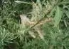 Salix eleagnos