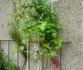 clematis