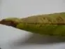 Bez nzvu