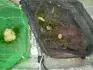 Ten dni ,  kter pi  letnm chovu venku pinej nezapomenuteln  pozorovac zitky. Ve vedlej zelen tec  sti byly parmiky  conchonia  , pro chov venku takt se hod.  Foceno 28.5.2010.