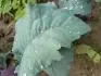 bledy tenky asi 1cm aj s tykadlami