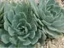 echeveria subalpina z netu