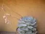 echeveria lilacina