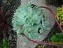 moja echeveria