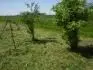 Obasn ponechn voln rostoucch planch ke  louku  takt obohat. Tady jsem sekal a fotil  v  nedli  6.6.2010.