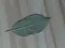 Bez nzvu