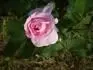 Fantin Latour od p.pa