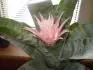 Aechmea