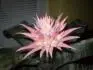 Aechmea