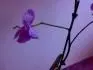 orchidei