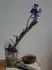 Bez nzvu