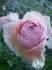 ShropshireLad