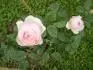 Mary Rose
