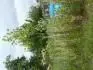 strom