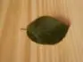 peckovina 4