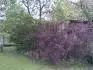 Krsn strom