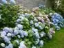 hortensie