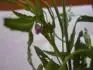 pleveln rostlina