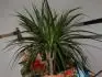 dracena usych a hnije