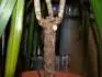 dracena usych a hnije