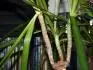 dracena usych a hnije