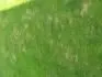 Bez nzvu