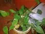 loutnut anturie