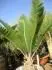 Dioon califanoi
