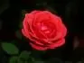 ruze 1