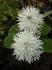 fothergilla