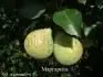 Pyrus Margarita