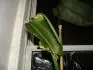 heliconie