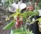 Paph spicerianum