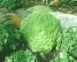 Aeonium tabuliforme