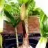 Crinum