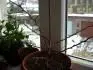 Bougainvillea-Vera Deep Purple