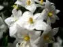 Lilek Solnum Jasminoides