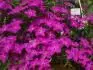 Surphlox Vnov