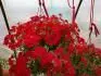 Surphlox erven