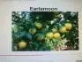 EARLAMOON