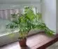 Palma washingtonia robusta??