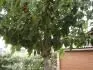 devron erea na vtnici