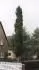 Pinus sylvestris Fastigiata