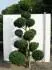 "Bambule" Chamaecyparis obtusa