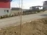 nektarinka