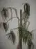 Dracena - co s n?