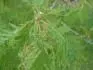 Dub bahenni(quercus robur laciniata)2