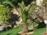 Phoenix canariensis