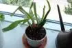 Orchidea2