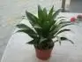 neznm rostlina